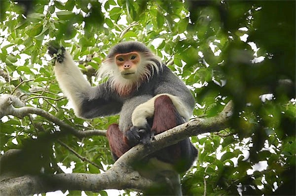 Could the endangered red-shanked douc langur ('Pygathrix nemaeus') be pushed to extinction by ecotourism? Source: GreenViet