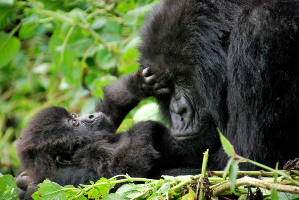 Mother and baby mountain gorillas, Volcanoes National Park, Rwanda. Source: Wikimedia / Carine06