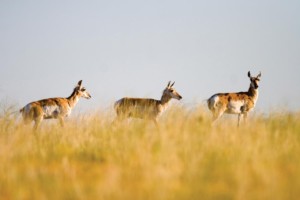 Pronghorns scamper across the northeast plains of Colorado. Image Credit: Matt Inden/Miles
