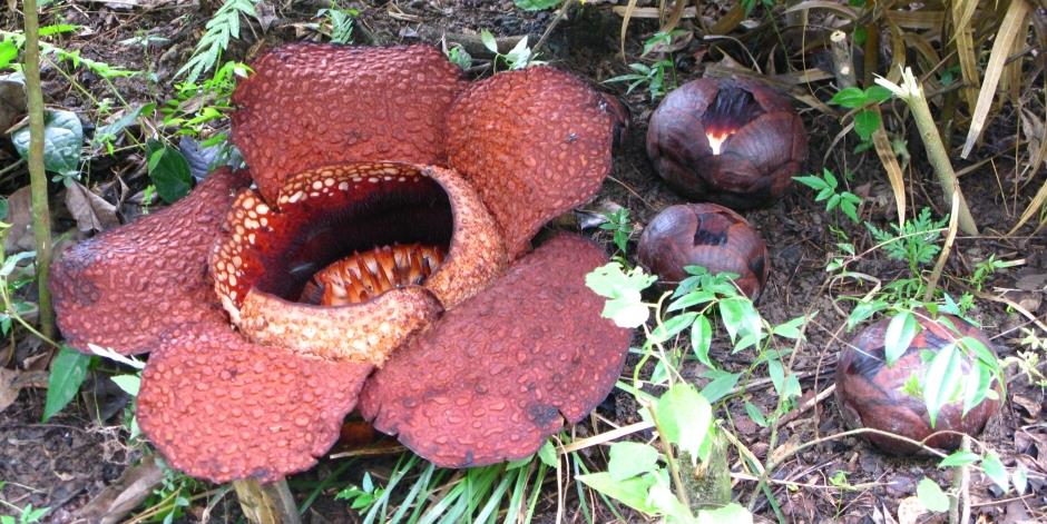 A 'Rafflesia arnoldii' and its buds in the foothills of Mt Kinabalu, Sabah, Malaysia. It's not a rose and it certainly doesn't smell like one. Source: Raphaelhui / Wikimedia.