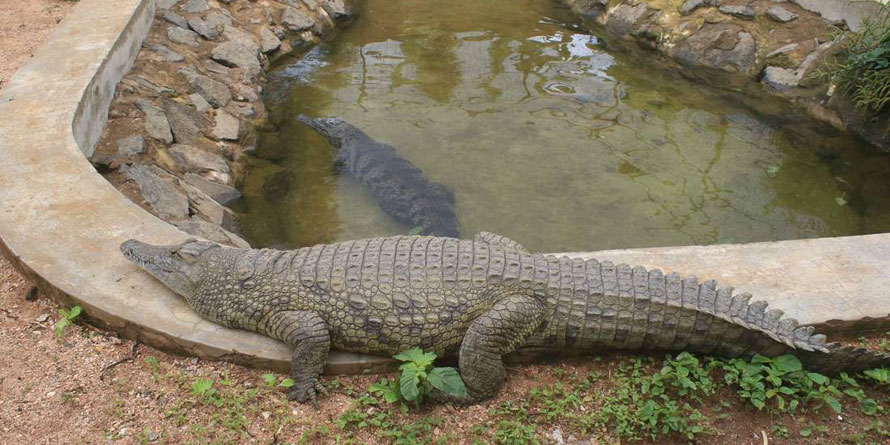 Not ecotourism. Kenya crocodiles at Oldoiyo Lengai Hotel in Nyeri County, Kenya. Photo: Jospeph Kanyi | NMG