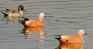 Migratory birds at Asan Conservation Reserve, which will be covered in India’s Swadesh Darshan scheme. (HT Photo)