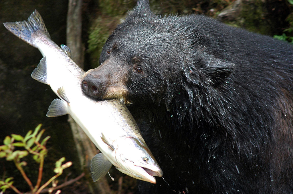 1024px Black bear with salmon
