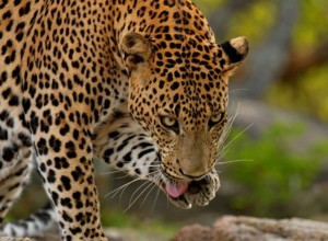 Yala leopard. Source: Amila Tennakoon https://www.flickr.com/photos/lakpura/15654125258