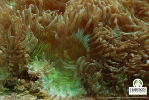 Coral World Park and developments like it threaten vulnerable species, according to Philippines' conservationists. Image: Haribon