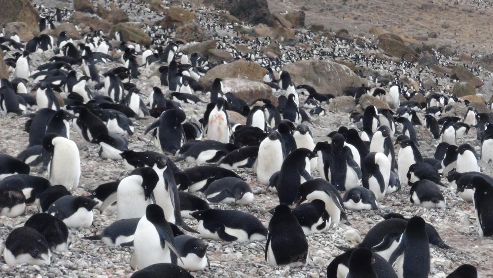 Wildlife is one reason why Antarctic tourism is best