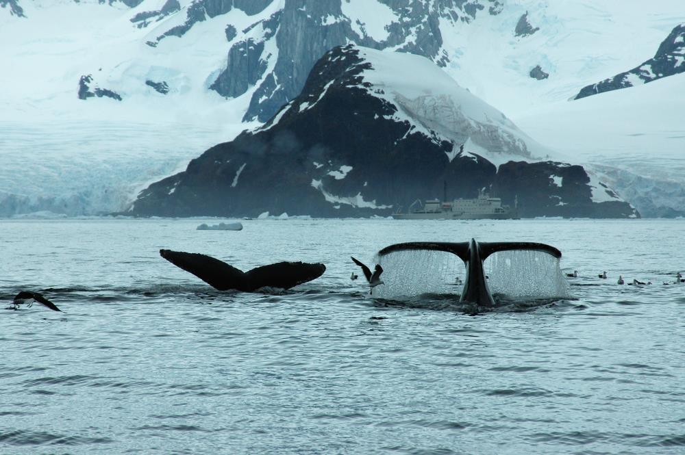 Whale are another reason Antarctic tourism might be the best in the world