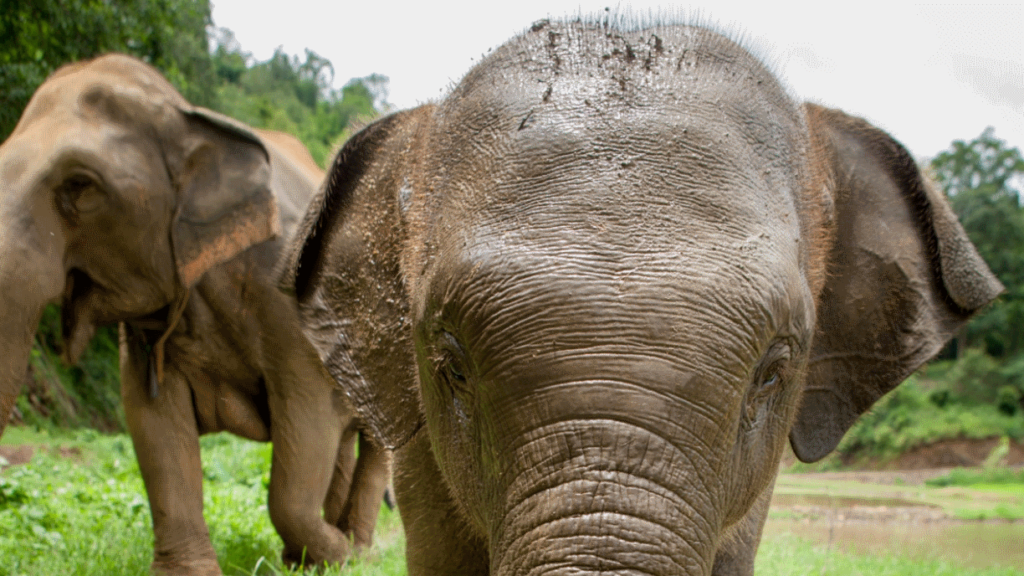 ACEWG appears to be tackling the valid concerns around elephant tourism head-on. Image: ACEWG