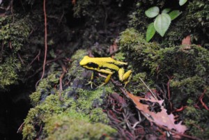 Mystical inspiration, permaculture, & ecotourism in Peru. Source. Ecoaldeas Peru Facebook page