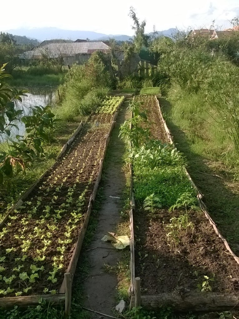 garden beds