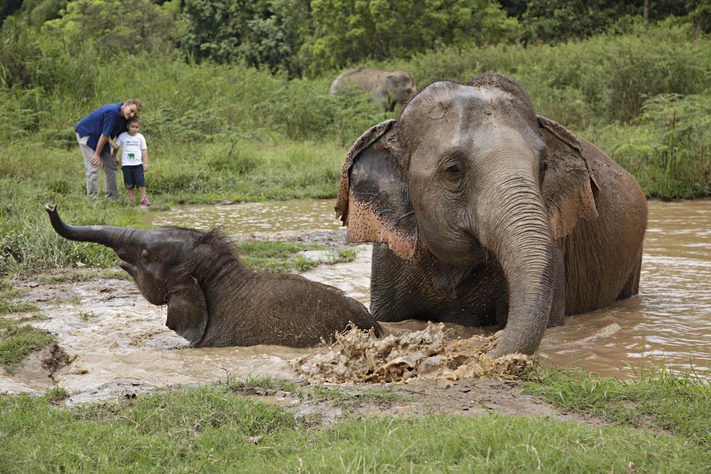 john roberts elephant tourism