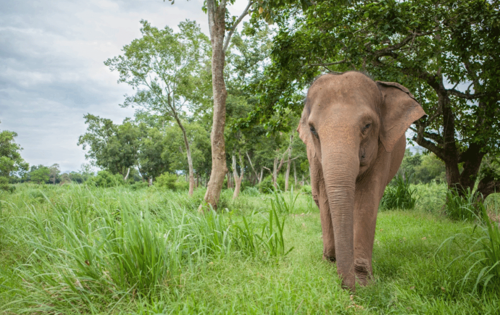 More shades of grey in elephant tourism 1 More shades of grey in elephant tourism