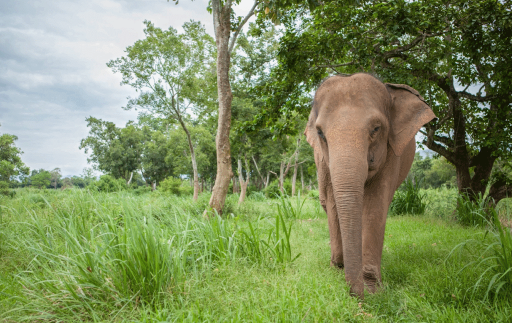 More shades of grey in elephant tourism