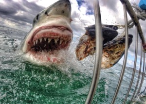 The economic value of shark tourism including white shark cage-diving in Australia