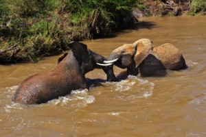 Elephants fight in the Laikipia region of Kenya where Sosian lodge is located: Source: Sosian