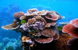 Great Barrier Reef tourism. A variety of colourful corals on Flynn Reef near Cairns. By Toby Hudson, CC BY-SA 3.0, via Wikimedia https://commons.wikimedia.org/w/index.php?curid=11137678