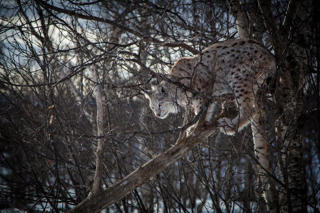 Species reintroduction ecotourism. Eurasian lynx in winter coat. By Tom Bech via Flickr https://www.flickr.com/photos/viatorius/8603098728