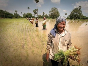 Cambodia community-based ecotourism. Cambodia hard work in the rice paddies. Kevin Evans/AusAID, CC BY 2.0, via Wikimedia. https://commons.wikimedia.org/wiki/File%3ACambodia_-_Working_in_the_rice_paddies_(10678730813).jpg