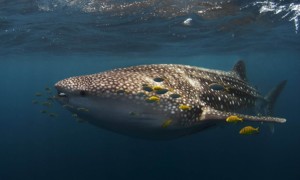 Whale shark tourism. Whale shark Ningaloo ecotourism Western Australia. Source: ECOCEAN
