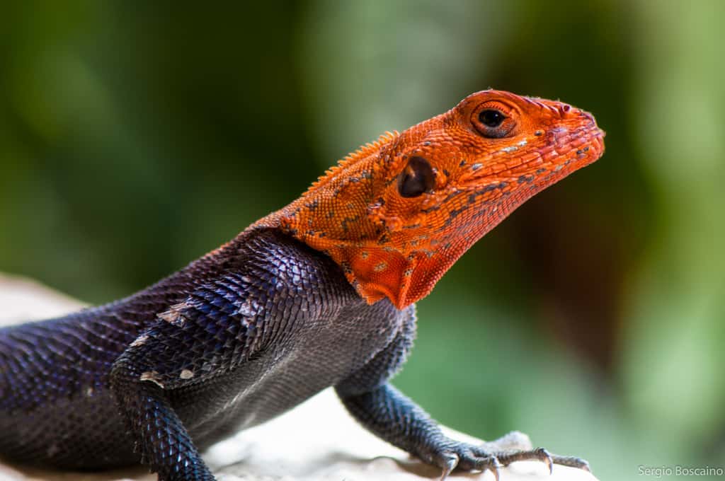 Nigeria tourism perhaps shoud be red-faced like this rainbow agama