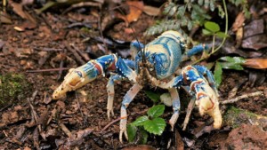 Lamington blue spiny crayfish encountered on the Coomera circuit walking track in the Binna Burra section Lamington National Park in Queensland, Australia. Photo by Tatters (CC BY-SA 2.0) via Flickr. "GT" cropped and enhanced the image. https://www.flickr.com/photos/tgerus/12250342224/in/photostream/