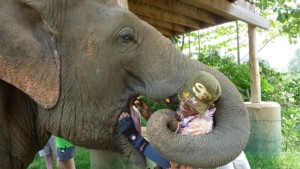 A mahout feeding an elephant at the Elephant Nature Park, near Chiang Mai, Thailand. By Adbar (CC BY-SA 3.0) via Wikimedia. https://commons.wikimedia.org/wiki/File:Mahout_Elephant_Nature_Park.JPG