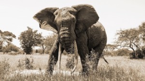 "Cranky elephant charges our car in Tarangirie National Park, Tanzania" by Ben & Gab (CC BY 2.0) via Flickr. https://www.flickr.com/photos/benandgab/29307883562/in/photostream/ "GT" cropped it.