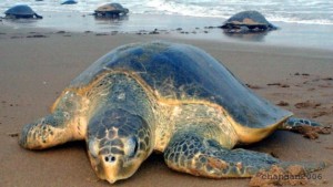 Olive ridley turtles by Chandan Singh (CC BY 2.0) via Flickr. https://www.flickr.com/photos/scorius/137320371/