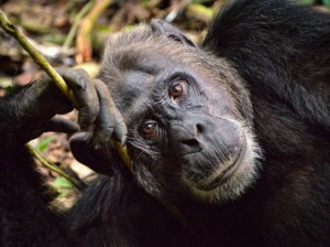 Looking relaxed. Chimp, Kibale, Uganda by Rod Waddington (CC BY-SA 2.0) via Flickr. https://www.flickr.com/photos/rod_waddington/23355595510/
