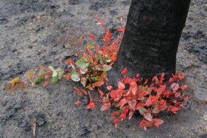 Epicormic regrowth from the base of a Eucalyptus tree, four months after the 2009 Black Saturday bushfires in Strathewen, Victoria. Pic by Robert Kerton, CSIRO (CC BY 3.0) via Wikimedia. https://upload.wikimedia.org/wikipedia/commons/6/69/CSIRO_ScienceImage_10408_Eucalypt_regrowth_after_Black_Saturday_bushfires.jpg