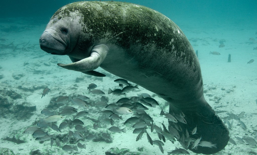 Featured image: West Indian manatee resting at Three Sisters Springs, Crystal River, Florida, USA. A school of mangrove snapper enjoy the shade. By Keith Ramos and the US Fish & Wildlife Service (CC BY 2.0) via Flickr. https://www.flickr.com/photos/usfwshq/7636814558