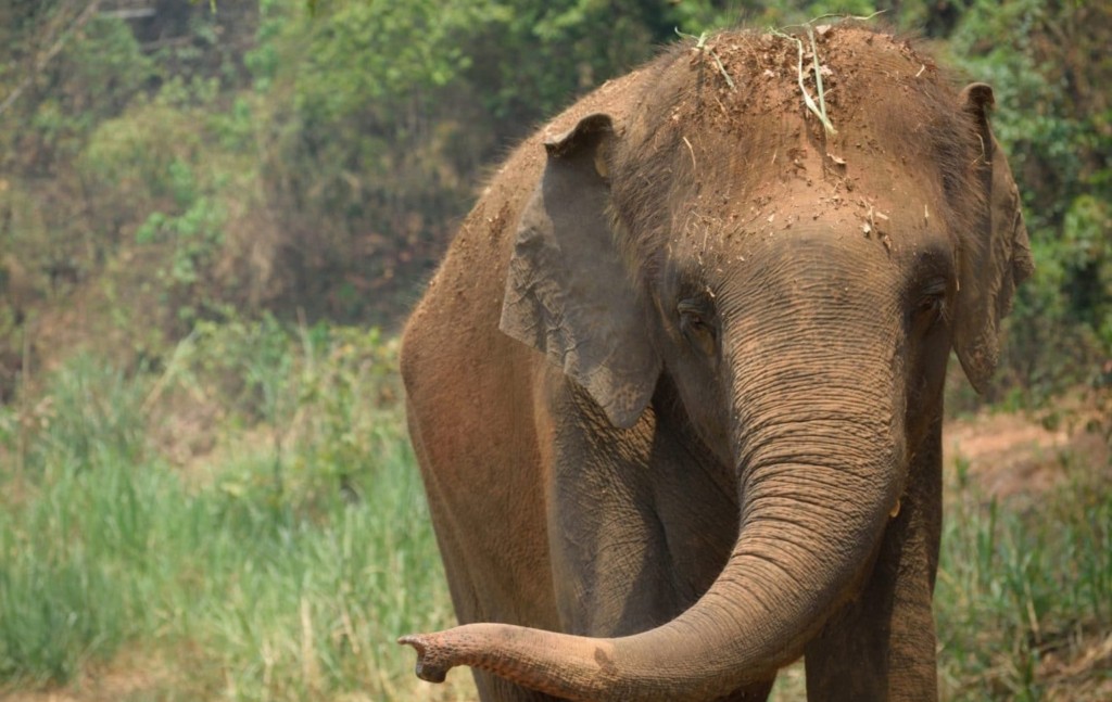 Recently taken in by the Golden Triangle Asian Elephant Foundation (GTAEF) because she and her mahout are unemployed, Boon Rod is among the many elephants affected by the coronavirus-induced tourism crisis. Image source GTAEF. https://www.helpingelephants.org/boonrod/