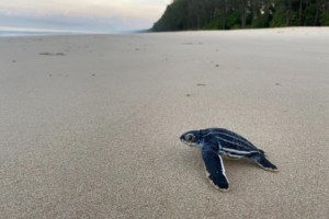 Leatherback hatching at Khao Lampi - Hat Thai Mueng national park. Image courtesy of (c) Phuket Marine National Parks Operations Center 2 / https://www.facebook.com/photo.php?fbid=2624818794469718&set=pcb.2624819491136315&type=1&theater