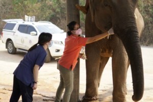 Dr Sarisa Klinhom (L) & Dr Tittaya Janyamethakul (R) attend to Mae Noi in Thailand. Image supplied by author.