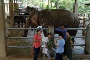 Dr Wachiraporn Toonrongchang and team at at a private camp in Chiang Mai, Thailand. Image supplied by Dr Nissa Mututanont of the GTAEF Foundation.