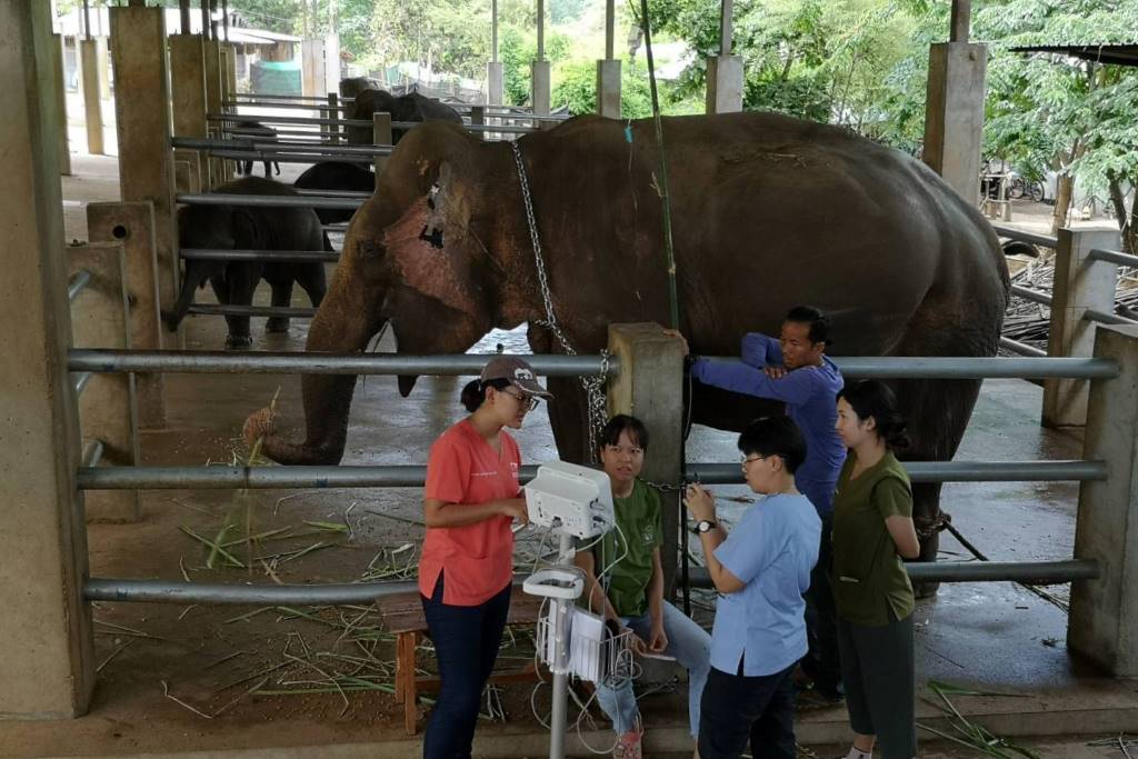 Dr Wachiraporn Toonrongchang and team at at a private camp in Chiang Mai, Thailand. Image supplied by Dr Nissa Mututanont of the GTAEF Foundation.