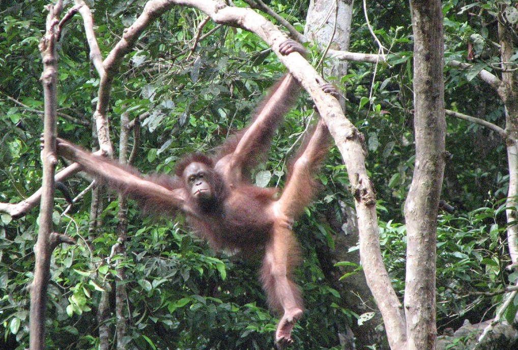 Just hanging around at Sepilok Orangutan Rehabilitation Centre, Sabah, Malaysia. By Rob and Stephanie Levy (CC BY 2.0) via Flickr. "GT" cropped it. https://www.flickr.com/photos/59773274@N00/2214312234