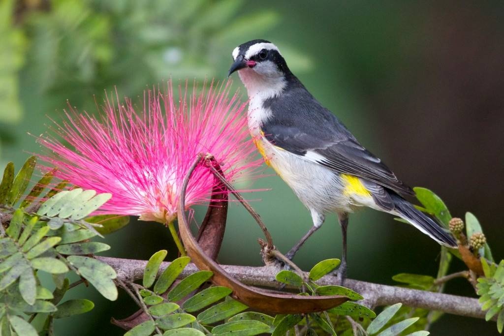 Flora and fauna of Andros, The Bahamas. By Matt MacGillivray (CC BY 2.0) via Flickr. https://www.flickr.com/photos/qmnonic/6869086127/