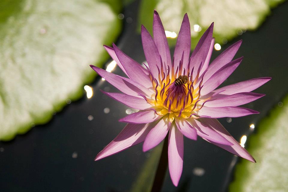 “Most people are afraid of suffering. But suffering is a kind of mud ... There cannot be a lotus flower without the mud.” _ Thich Nhat Hanh. Image by David Gillbanks (CC BY 4.0).