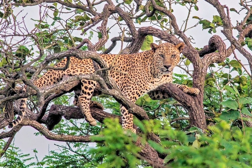 Indian leopard. By vaidyarupal (CC BY 2.0) via Flickr. GT" cropped, brightened, and saturated it. https://www.flickr.com/photos/vaidyarupal/30327394012