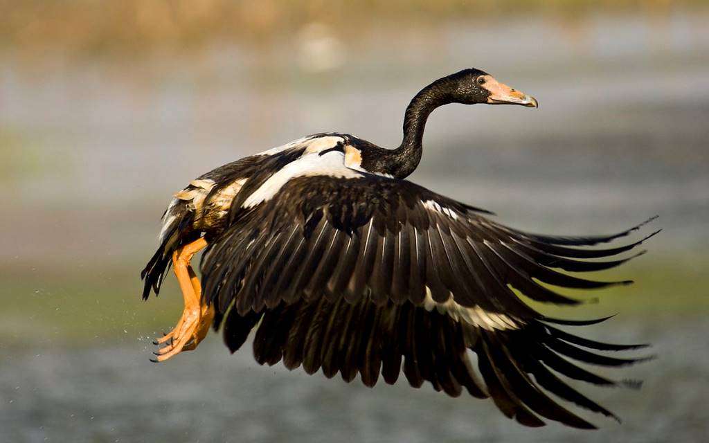 Magpie goose taking flight in the Northern Territory, Australia. By Djambalawa (CC BY 3.0) via Wikipedia. https://commons.wikimedia.org/w/index.php?curid=3948199