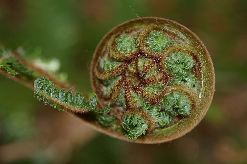 An unfurling silver fern frond, New Zealand. By Jon Radoff (CC BY 2.5) via Wikimedia. https://commons.wikimedia.org/w/index.php?curid=1380624 The koru (Māori for '"loop or coil"') symbolises "new life, growth, strength and peace"; "conveys the idea of perpetual movement" while the inner coil "suggests returning to the point of origin".