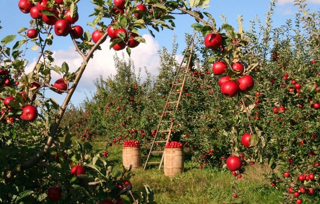 Apple harvest. By lumix2004 (CC0) via Pixabay. https://pixabay.com/photos/apple-orchard-apple-trees-red-1873078/