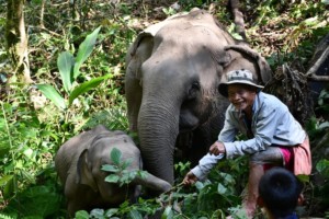 Elephants and the community (c. Mahouts Elephant Foundation)