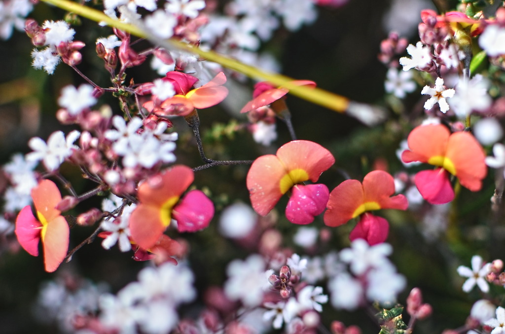 “Very sweet,” she said. Spring wildflowers, Walpole, Western Australia. Image by your correspondent, David Gillbanks.