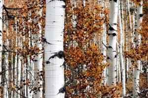 Birch forest in autumn. By Neal0892 (CC BY-SA 4.0) via Wikimedia. "GT" cropped it. https://commons.wikimedia.org/wiki/File:Birch_tree_at_autumn.jpg