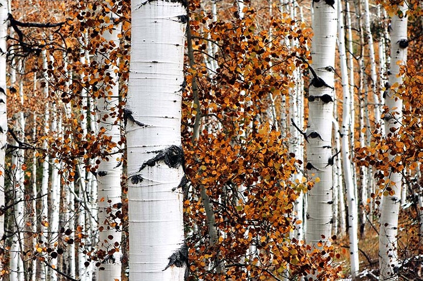Birch forest in autumn. By Neal0892 (CC BY-SA 4.0) via Wikimedia. "GT" cropped it. https://commons.wikimedia.org/wiki/File:Birch_tree_at_autumn.jpg