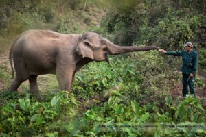 Elephant Conservation Center, Sayaboury, Laos. Image by Jimmy Beunardeau; supplied by authors.