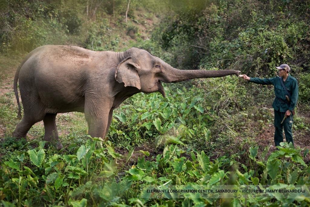 Elephant Conservation Center, Sayaboury, Laos. Image by Jimmy Beunardeau; supplied by authors.