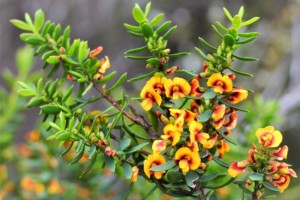 Coastal wildflower, Walpole, Western Australia. By David Gillbanks.